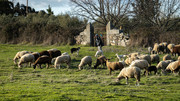 herder in Portugal