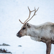 Reindeer (Finland)