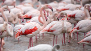 Flamingo's in Camarg