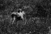 Moose near  Varanger